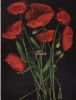 Papaver rhoeas~0.jpg