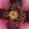 Papaver somniferum~0.jpg