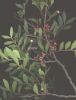 Pistacia lentiscus s.jpg
