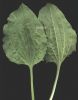 Plantago major 001 a~0.jpg