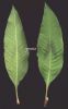 Polygonum lapatifolium.jpg