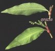 Polygonum lapatifolium.jpg x.jpg