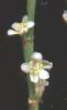 Polygonum scoparium fiori.jpg