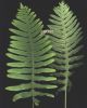 Polypodium vulgare.jpg