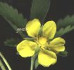 Potentilla reptans 002 b.jpg