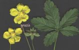 Potentilla reptans.jpg