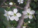 Prunus spinosa 1103.jpg