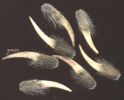 Psoralea morisiana~0.jpg