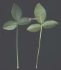 Psoralea morisiana~1.jpg