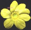 Ranunculus bullatus fiorex200.jpg