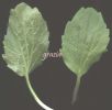 Ranunculus bullatus.jpg