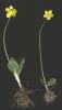 Ranunculus bullatus~1.jpg