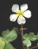 Ranunculus hederaceus.jpg