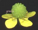 Ranunculus revelieri (1).jpg