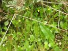 Ranunculus revelieri (10).jpg