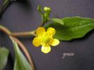 Ranunculus revelieri (15).jpg