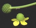 Ranunculus revelieri (2).jpg