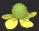 Ranunculus revelieri 001.jpg