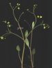 Ranunculus revelieri.jpg
