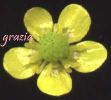 Ranunculus revelieri~1.jpg