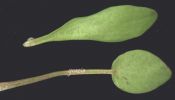 Ranunculus revelieri~3.jpg