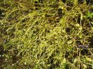 Ranunculus revelieri~4.jpg