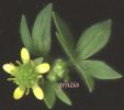 Ranunculus sp xx.jpg