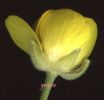 Ranunculus sp.1001.jpg