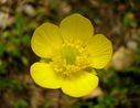 Ranunculus_monspeliacus_1_28329_-_Copia.JPG