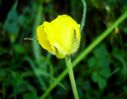 Ranunculus_monspeliacus_L_281029.JPG