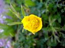 Ranunculus_monspeliacus_L_28329.JPG