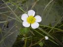 Ranunculus_peltatus_28329.JPG