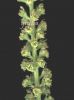 Reseda luteola 001.jpg