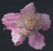 Rubus ulmifolius fiore.jpg