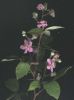 Rubus ulmifolius s.jpg