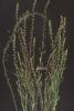 Rumex bucephalophorus s.n.1jpg.jpg