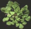 Rumex crispus 001.jpg