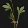 Saxifraga trydactilis 1.jpg