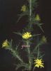 Scolymus hispanicus s.n.a.jpg