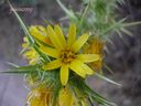 Scolymus_hispanicus_28229.jpg