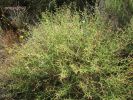 Scrophularia ramosissima (13).jpg