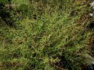 Scrophularia ramosissima (18).jpg