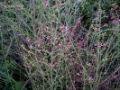 Scrophularia ramosissima (19).jpg