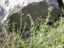 Scrophularia ramosissima (3).jpg