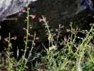 Scrophularia ramosissima (5).jpg