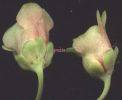 Scrophularia trifoliata 001.jpg