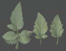 Scrophularia trifoliata 001~0.jpg