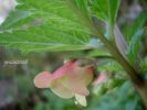 Scrophularia trifoliata C. 2 (11).jpg