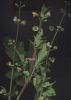 Scrophularia trifoliata s.n..jpg
