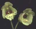 Scrophularia trifoliata.jpg